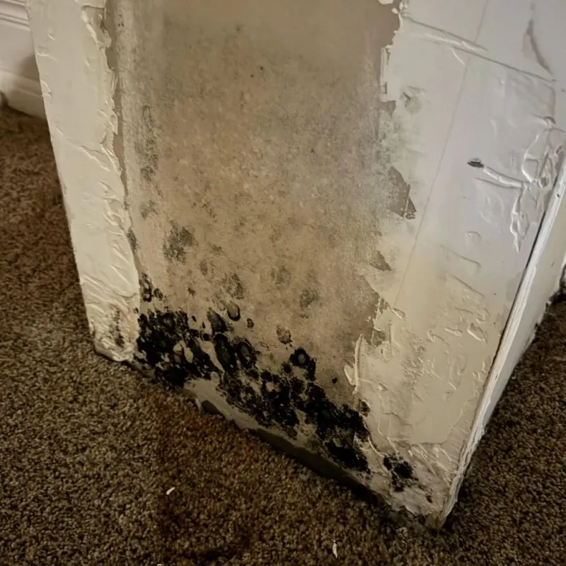 Professional Mold Removal in Bean Station, TN